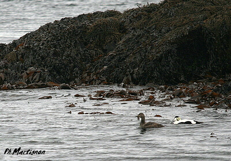 Common Eider , identification