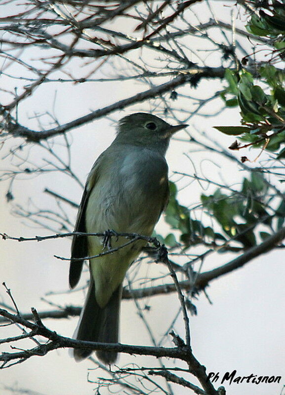 Yellow-bellied Elaenia