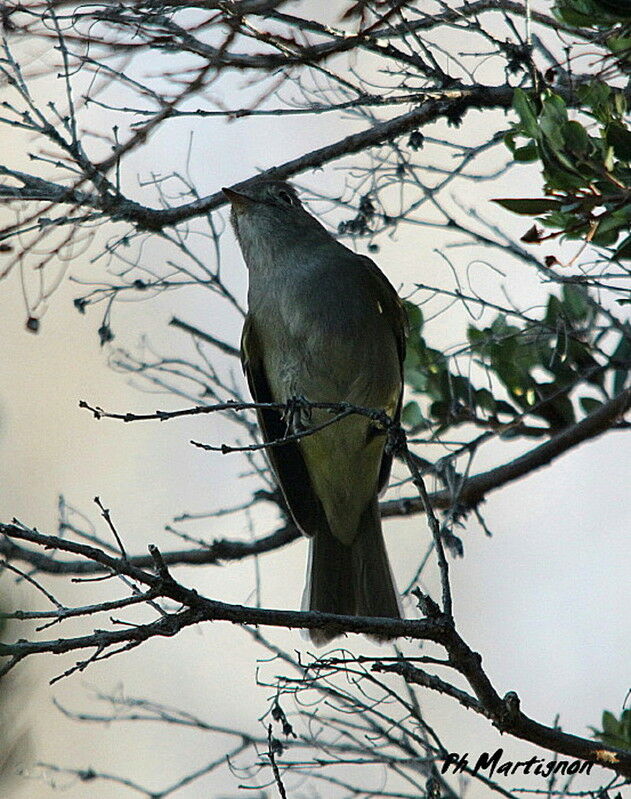 Yellow-bellied Elaenia