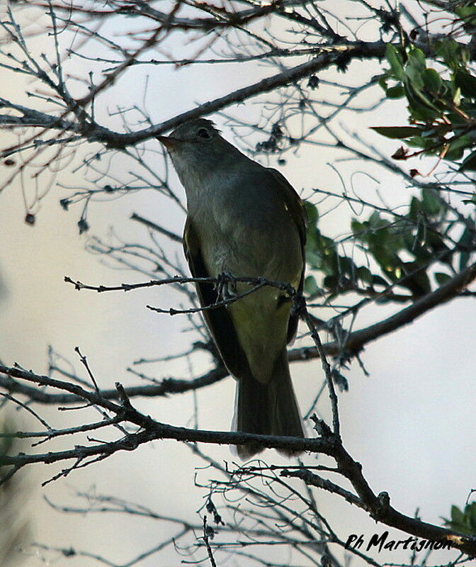 Yellow-bellied Elaenia