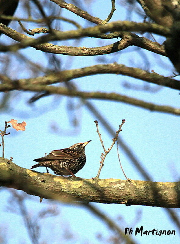 Common Starling