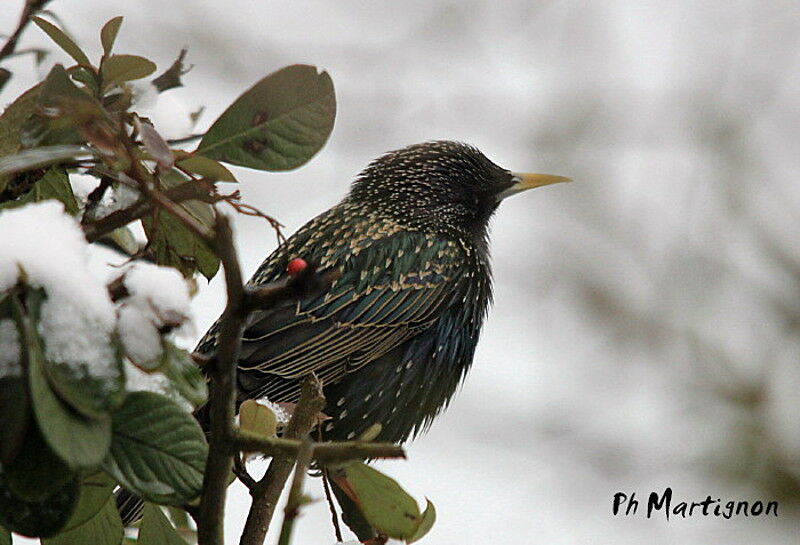 Common Starling