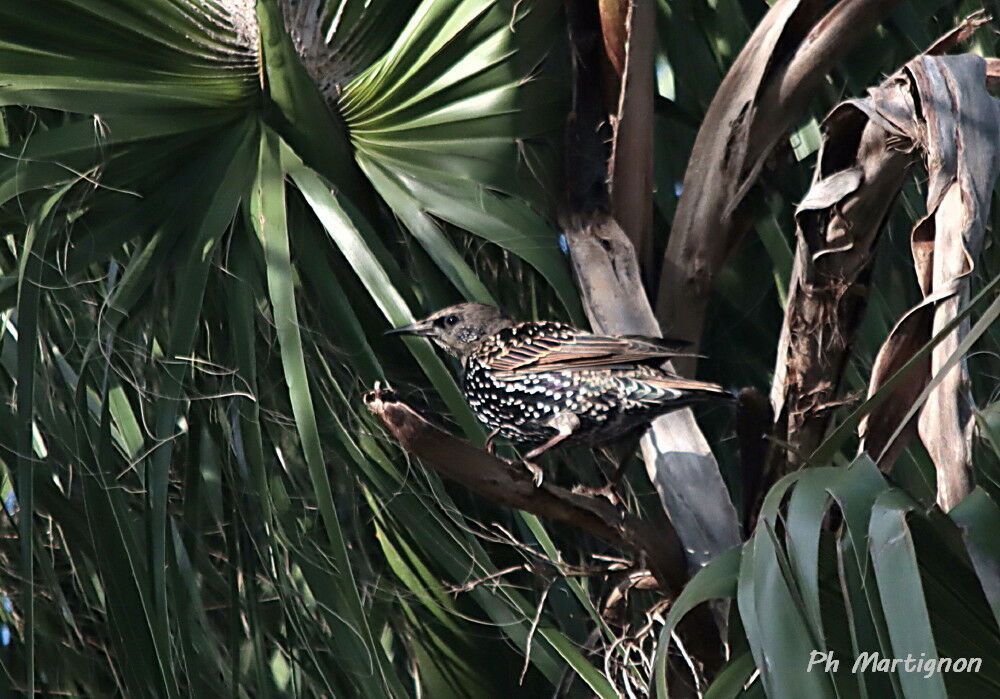 Étourneau sansonnet, identification
