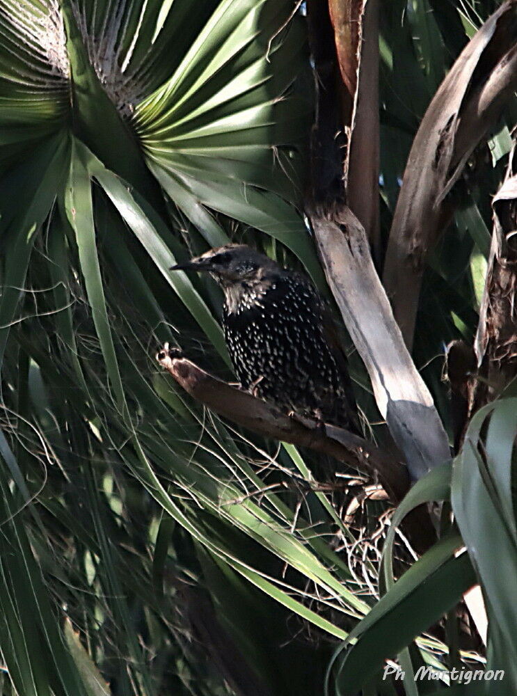 Étourneau sansonnet, identification