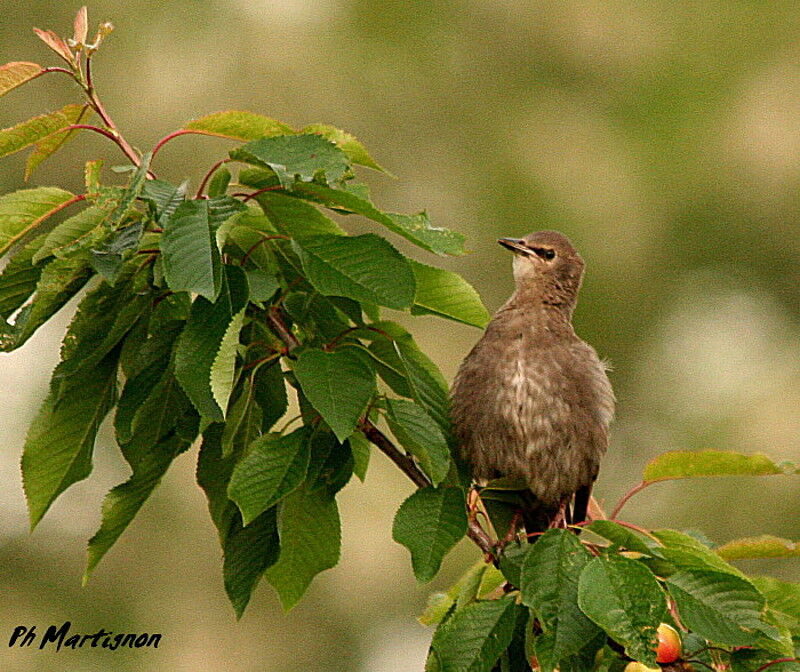 Common Starlingimmature, identification, feeding habits