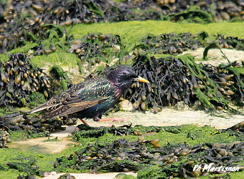 Common Starling