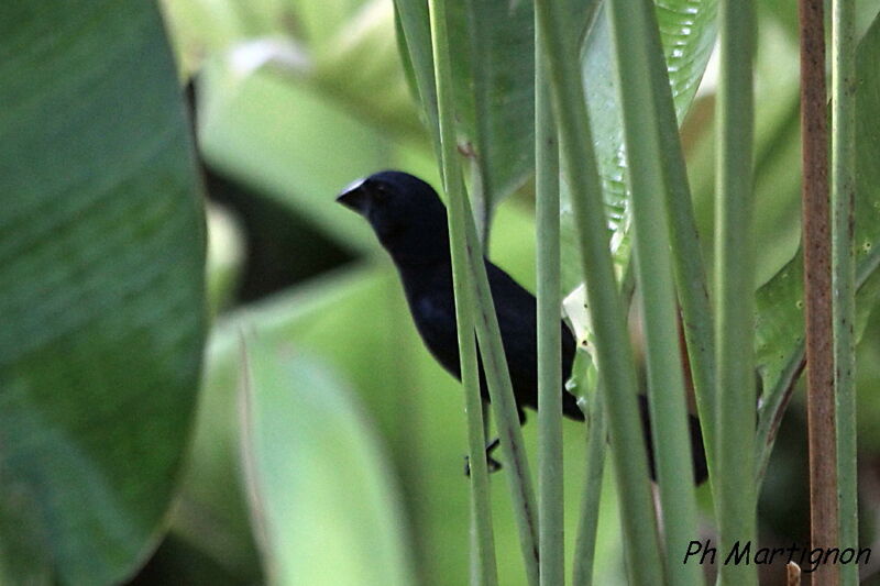 Évêque bleu-noir, identification