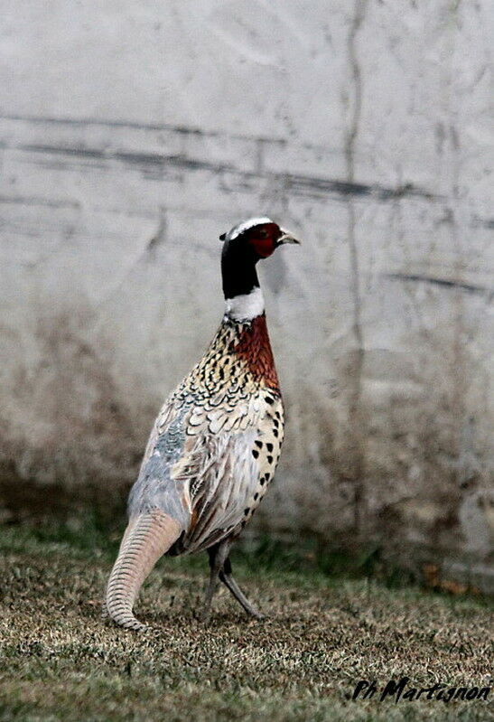 Common Pheasant male