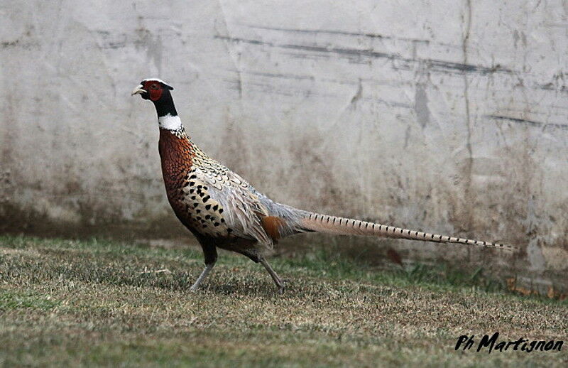 Common Pheasant