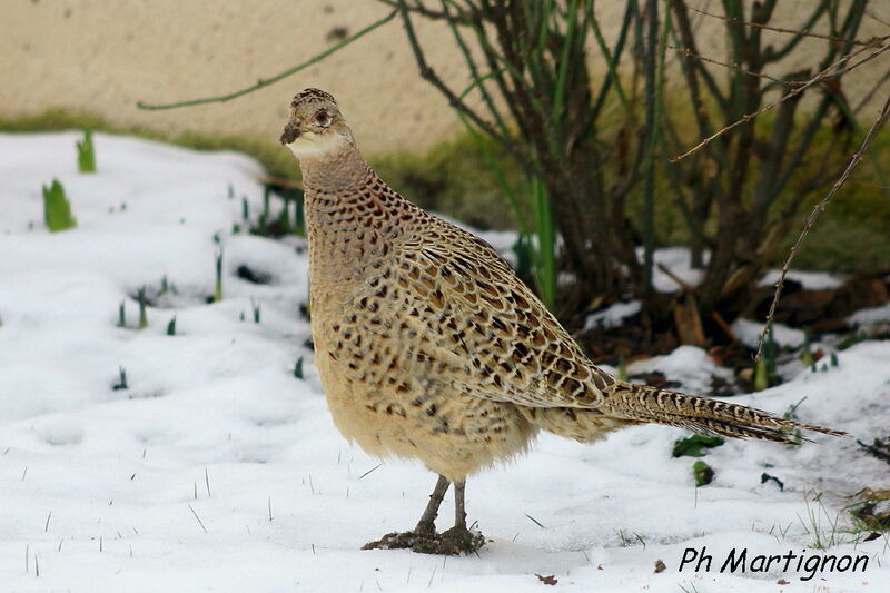 Common Pheasant female immature, identification