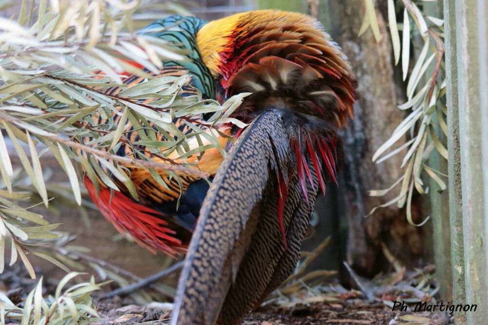 Faisan doré, identification