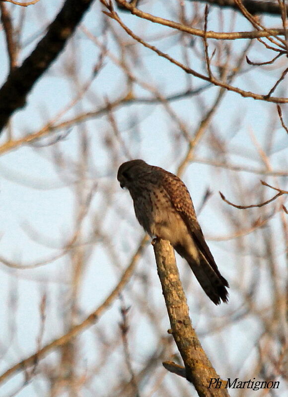 Common Kestrel, identification