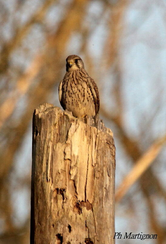 Faucon crécerelle, identification