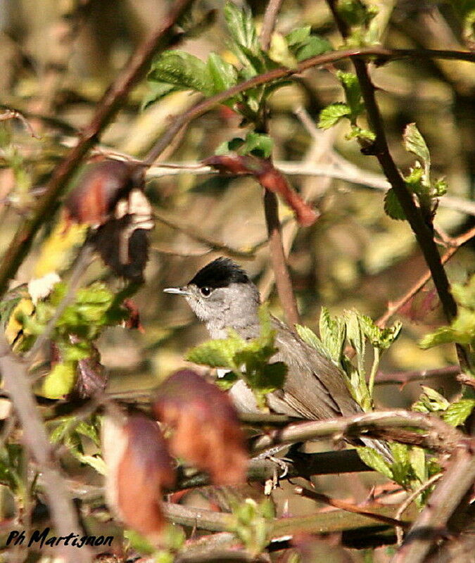 Eurasian Blackcap