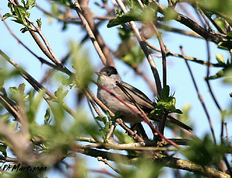 Eurasian Blackcap