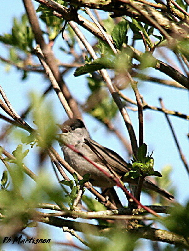 Eurasian Blackcap