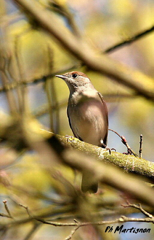 Eurasian Blackcap