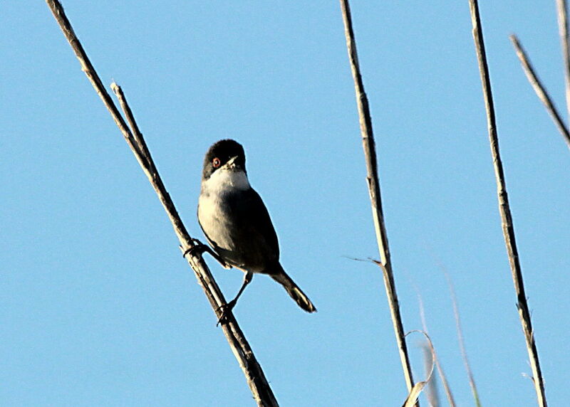 Sardinian Warbler male, identification