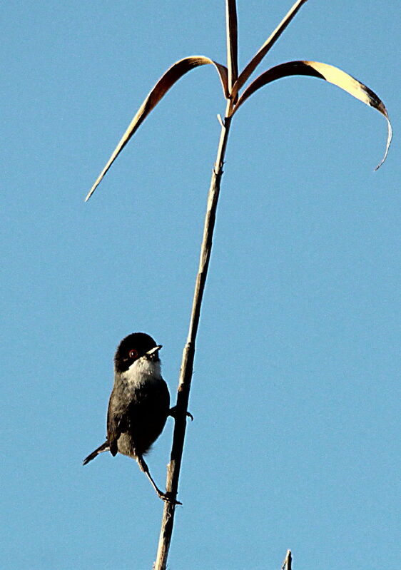 Sardinian Warbler male, identification