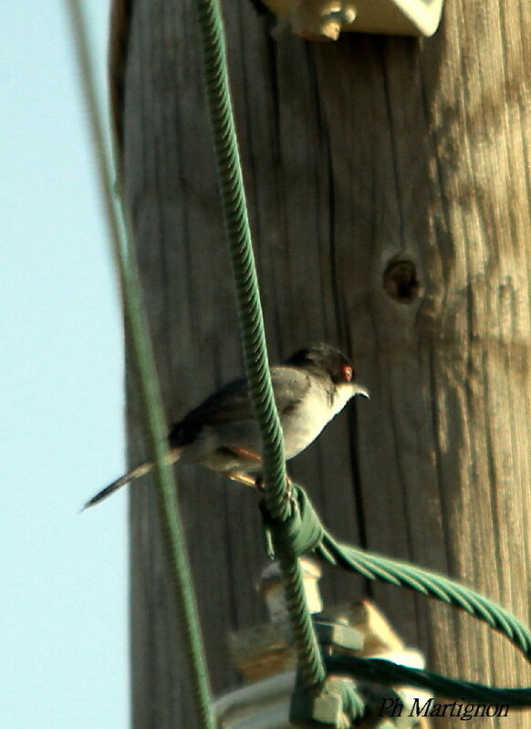 Sardinian Warbler, identification