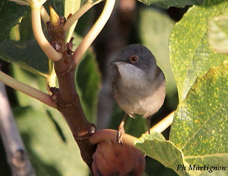 Sardinian Warbler female, identification