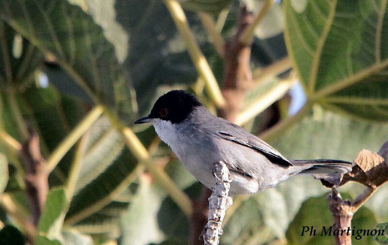 Sardinian Warbler male, identification