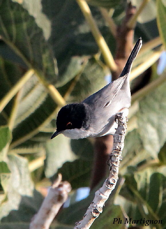 Fauvette mélanocéphale mâle, identification