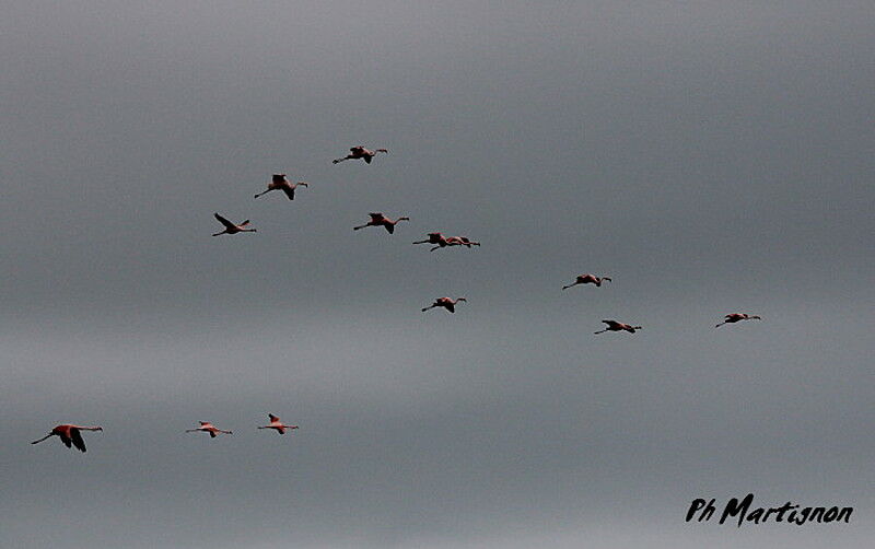 Chilean Flamingo