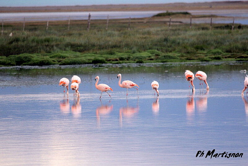 Flamant du Chili