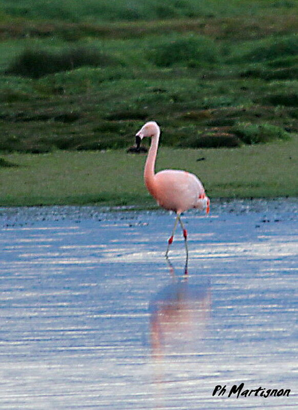 Chilean Flamingo