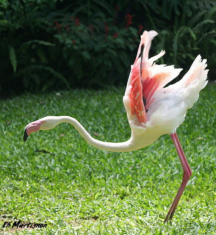 Greater Flamingo