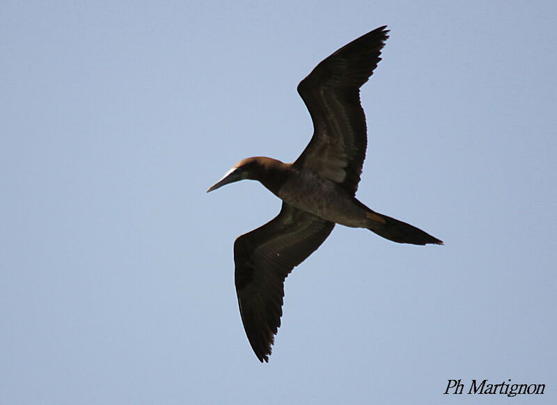 Brown Booby, Flight