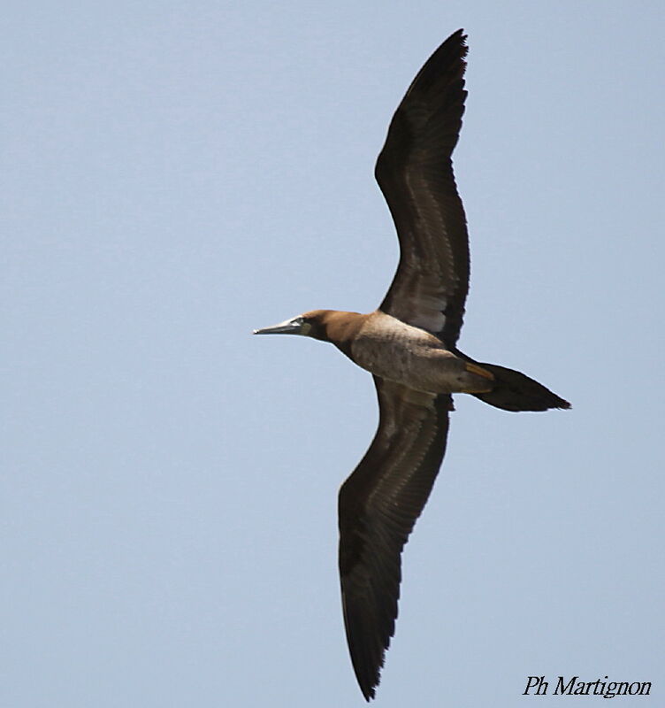 Brown Booby, Flight