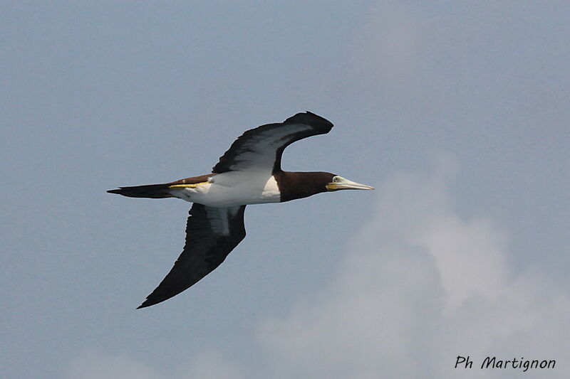 Brown Booby, identification