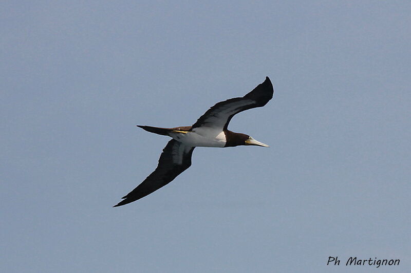 Brown Booby, identification