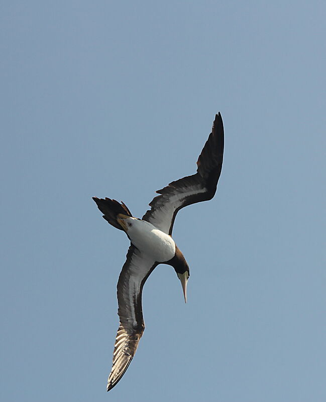 Fou brun, Vol, pêche/chasse