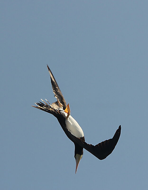 Fou brun, Vol, pêche/chasse