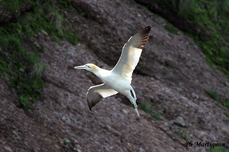 Northern Gannet