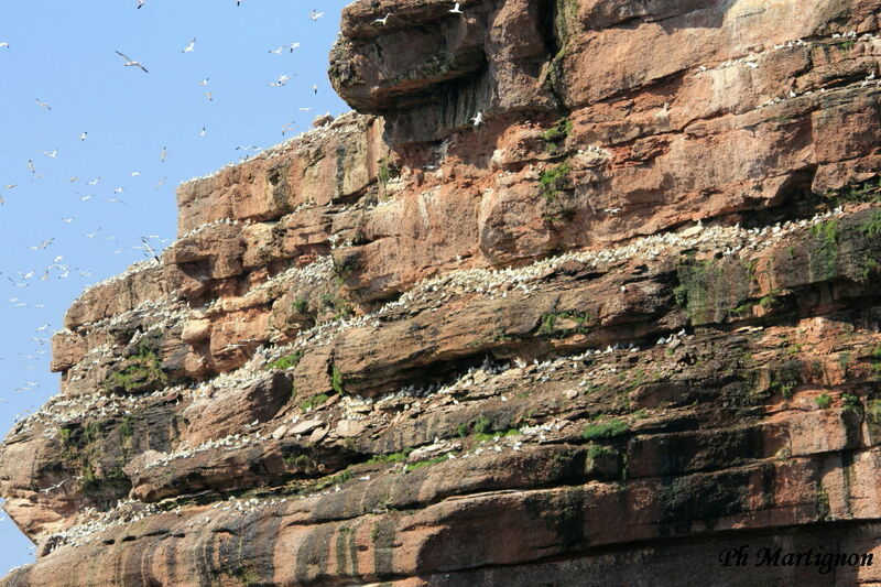 Northern Gannet