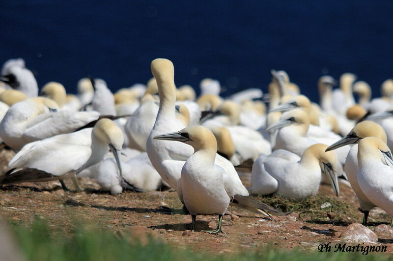 Northern Gannet