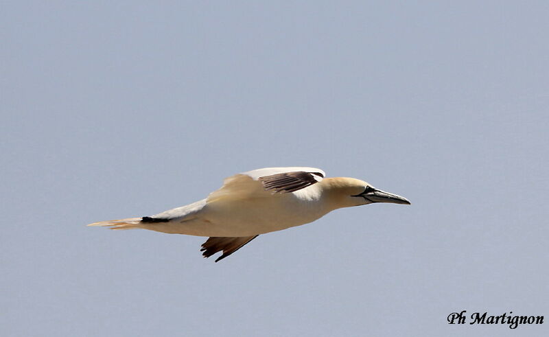 Northern Gannet