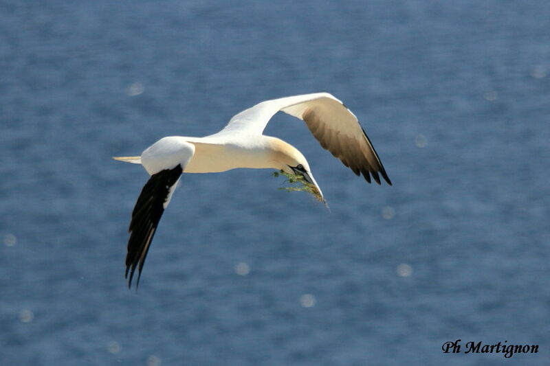 Northern Gannet