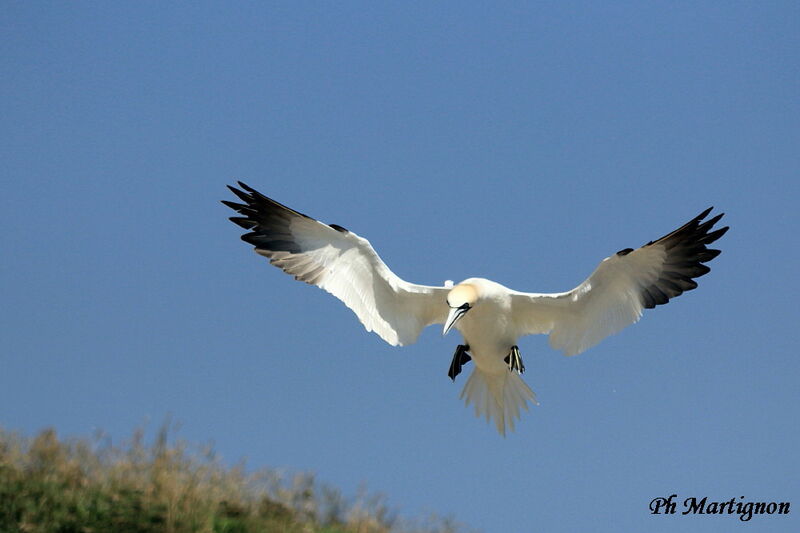 Northern Gannet