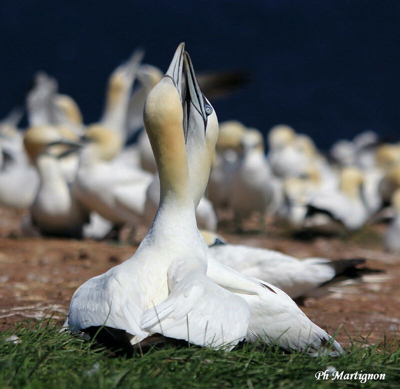 Northern Gannet