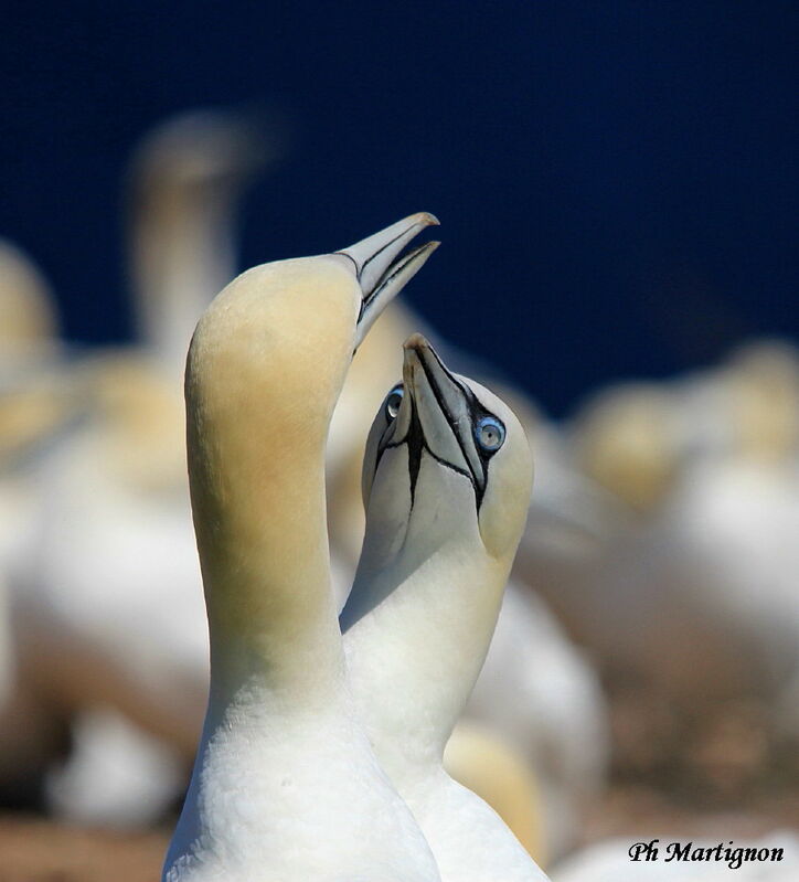 Northern Gannet