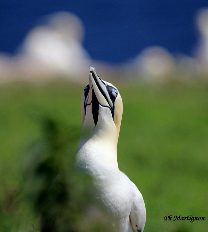 Northern Gannet