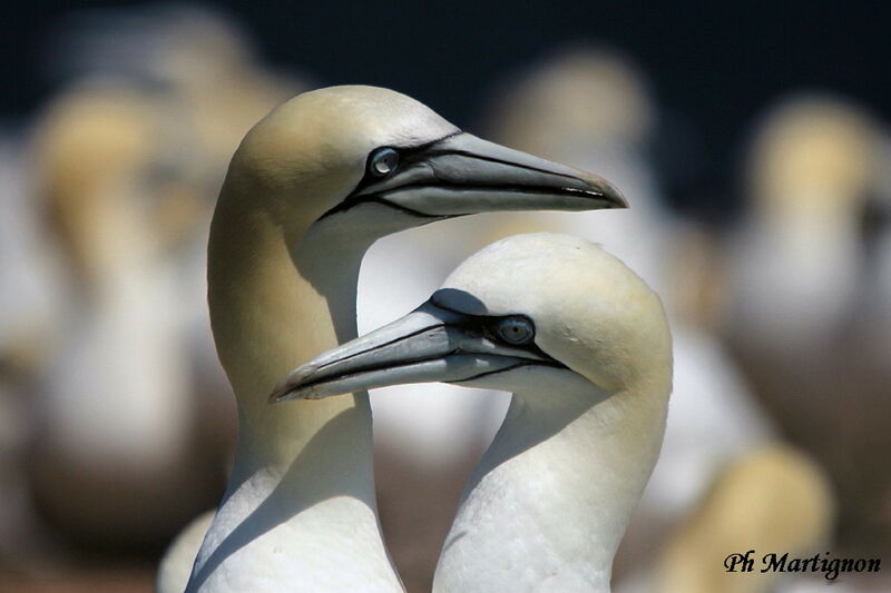 Northern Gannet