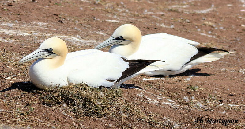 Northern Gannet