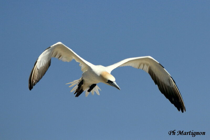 Northern Gannet