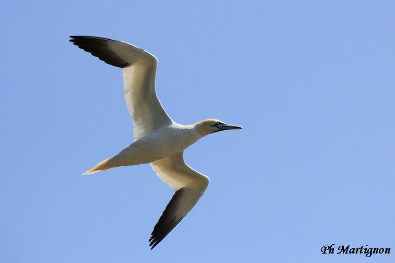 Northern Gannet